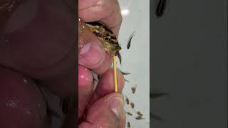 Auratus cichlid fish giving birth to 17 baby fish 😍👍🙏❤️ fish aquariumfish [upl. by Ajnek231]