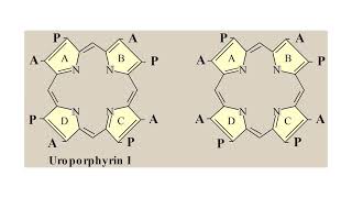 Porphyrins amp Hemoproteins Lecture 02 [upl. by Abate]