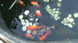 My Fancy Goldfish Pond [upl. by Porche]