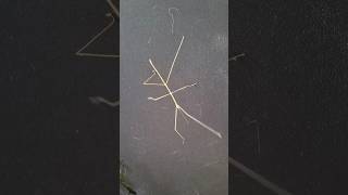 Stick Insect Camouflage in Action Phasmatodeanature insects [upl. by Enirroc]