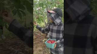 Cherry picking at Wolfville…awesome view [upl. by Lorri665]