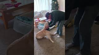 Dogs Rescuer Visits Him Every Christmas ❤️ [upl. by Nylanej]