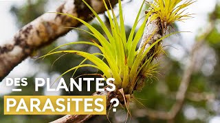 Le plantes épiphytes  détonnantes stratégies de survie [upl. by Kizzee512]