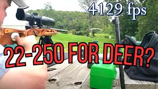 Is 22250 Remington good for whitetail deer [upl. by Nebeur]