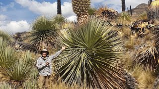 Blooming Puya raimondii in the High Andes of Peru [upl. by Johannes322]