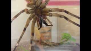 Brazilian Wandering Spider Cleaning Itself [upl. by Leigha]