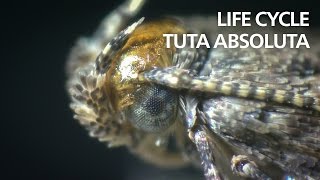 Life cycle of Tuta absoluta tomato leaf mining moth [upl. by Deidre]