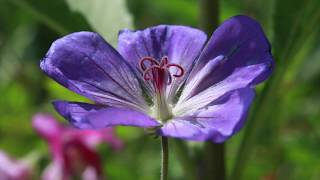 Geranium Cranesbill  Storchschnabel  Geranium Pratense [upl. by Ettevol29]