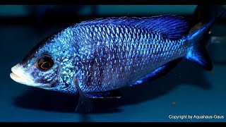 Malawi cichlid tank  New fish White lips  Weisslippen Buntbarsch [upl. by Baudin]