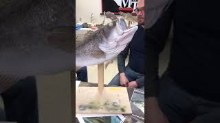 Learn Taxidermy Fish Finishing Part 2 [upl. by Kenny]