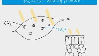 A2 biology  stomatal opening [upl. by Maice717]