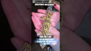 Leopard geckos Eublepharis macularius regrow its tail after falling off leopardgecko [upl. by Ordway]