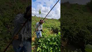 mancing ikan haruan yang nampak dari atas air jernih [upl. by Letnuhs]