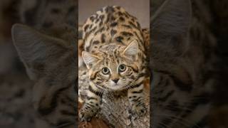 Small but deadly African blackfooted cat ApexPredator Conservation [upl. by Ylloj37]