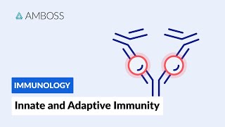 Innate and Adaptive Immunity Types of Immune Responses Full version [upl. by Yremogtnom]