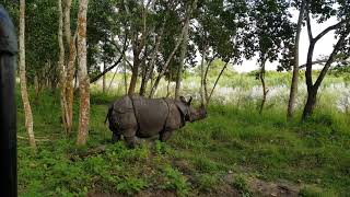 Rhinoceros spotted at Chitwan National Park  Unloading itself Pooping [upl. by Vez]