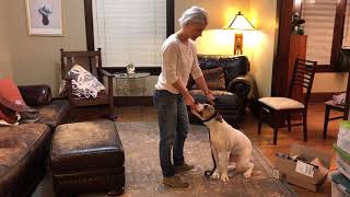 Training Cleo Using Conditioned Emotional Response [upl. by Nylhsa]