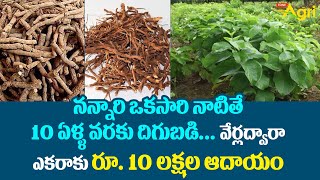 Nannari Plants  నన్నారి ఒకసారి నాటితే 10 ఏళ్ళ వరకు దిగుబడి ఎకరాకు రూ 10లక్షల ఆదాయం Tone Agri [upl. by Erret]