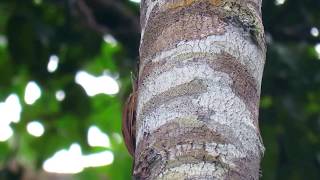 Amazonian Barred Woodcreeper  Dendrocolaptes certhia Inirida  Guainia Inirida Birding [upl. by Entsirhc]