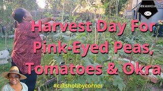 Harvest Day For Pink Eyed Peas Tomatoes amp Okra  catshobbycorner [upl. by Raama]