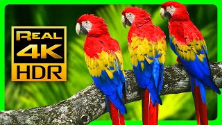 The Most Colorful Macaw Parrots in 4K HDR  Relax with Nature Sounds [upl. by Agostino]