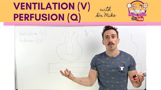 Ventilation V Perfusion Q Coupling [upl. by Nohtiek71]