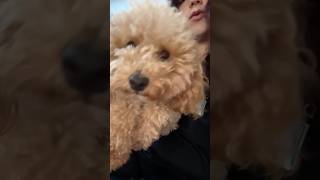 Snoodle🥰 dog pets ytshortsvideo fyp [upl. by Damiano]