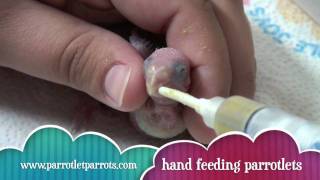 Littletweetcom  Baby Parrotlets being Hand Fed [upl. by Mandeville635]