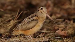 American Woodcock [upl. by Carrol88]