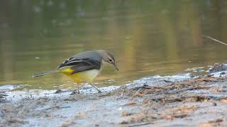 Grey Wagtail Ballerina gialla Motacilla cinerea [upl. by Anaitsirhc]