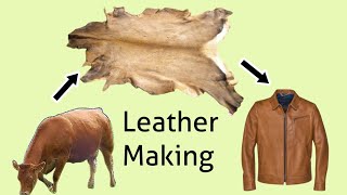 How Hides Are Converted into Leather  Leather Making Process [upl. by Season]