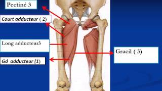 ANATOMIE MI Myologie du Membre Pelvien [upl. by Junna]