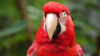 Scarlet macaw sound [upl. by Wiltsey]