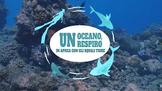 RIFLESSI DI SPERANZA  Un oceano un respiro  In apnea con gli squali tigre [upl. by Nnylorac]