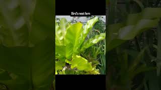 Birds Nest Fern [upl. by Ahsekram567]