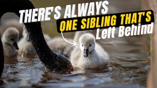 Super Cute Baby Animals  Black Swans Cygnets First Time to Water  Is One Sibling Left Behind [upl. by Assilim]