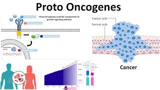 proto oncogenes Genetic basis of cancer [upl. by Kirsch257]