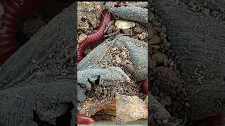 The Shocking Truth About Baby Millipede Care You Need to Know 6 [upl. by Auod865]