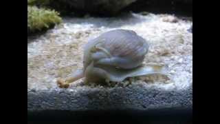 Meerwasser Schnecke  Nassarius coronatus [upl. by Redfield664]