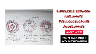 draw easily coelomate psuedocoelomate acoelomate  ncert cbse [upl. by Dosi]