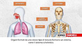 Lorganizzazione del corpo umano [upl. by Fulvia]