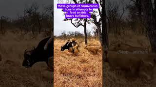 lv the group of lions 🦁 in attempts to feed on brave buffaloes 🐃 wildlifeencounters [upl. by Nahama]