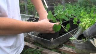 Pottingup your cucamelons  Claires allotment part 214 [upl. by Addie714]