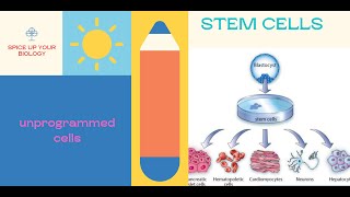 Stem Cell how does it stay undifferentiated [upl. by Laris]