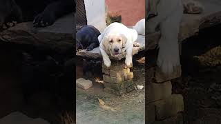 Labour dog Viral video Youtubeshort short video viral [upl. by Yddub549]