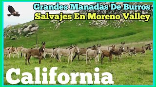 Grandes Manadas De Burros Salvajes De Moreno Valley California ✅️ [upl. by Nehtan]