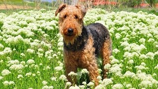 Airedale World [upl. by Wayne416]