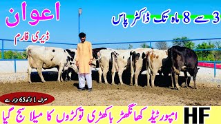 Awan Dairy Farm  Khangarh Cows  Cows And Heifers For Sale  Bismillah Best  16 April 2024 [upl. by Alleda]