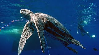 Pacific Leatherback Sea Turtles [upl. by Upton]