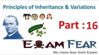 Biology Inheritance Principle part 16 Mendels Experiment  Dihybrid cross class 12 XII [upl. by Telocin]